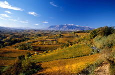 Farnese winery