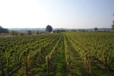 La Prendina vineyard