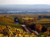 Prinz vinyard