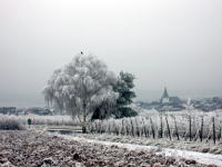 Prinz vinyard in snow