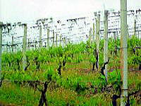 Barolo winery