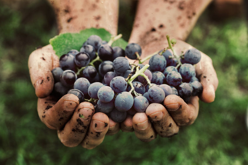 About Organic Wine